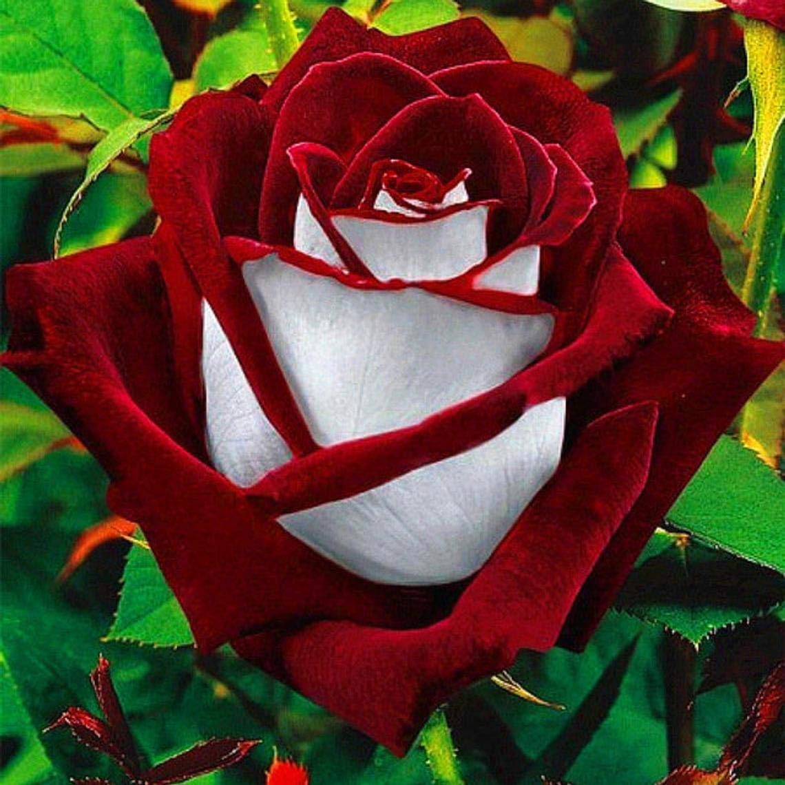 Red and White.jpg